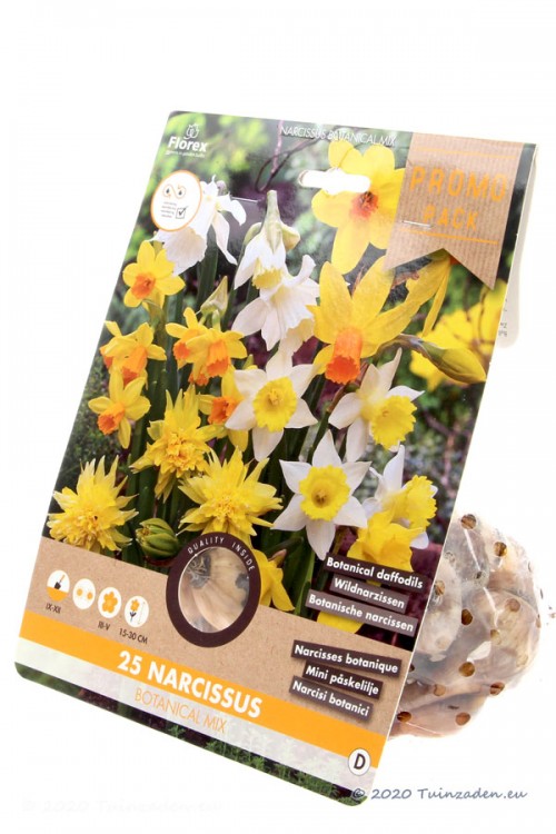 Botanical Narcissus - Daffodil bulbs PROMO PACK 25pcs.