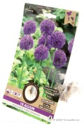 Purple Sensation Allium - Bloembollen 10st.