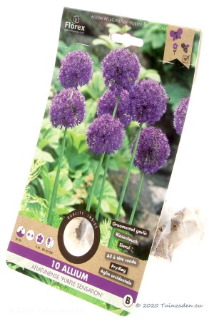 Purple Sensation Allium -...