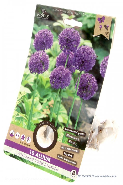 Purple Sensation Allium - Flower Bulbs 10pcs.