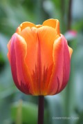 Princess Irene Tulips - Flower Bulbs 6 pcs.