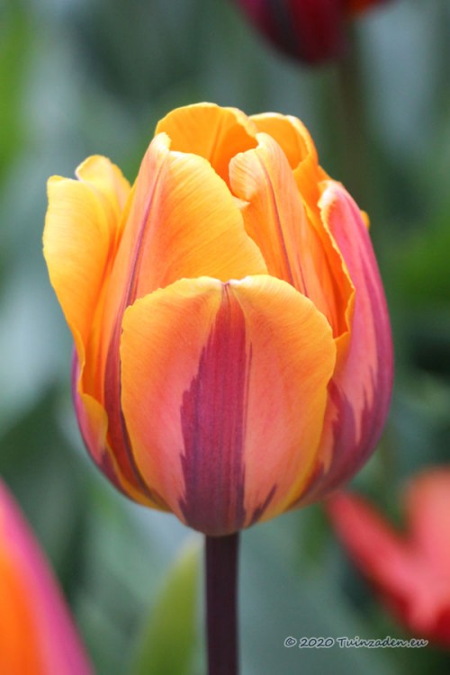 Princess Irene Tulips - Flower Bulbs 6 pcs.