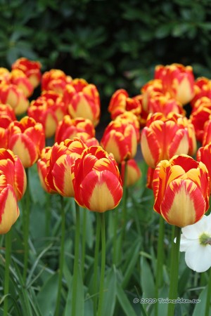 Banja Luka Tulips - Flower...
