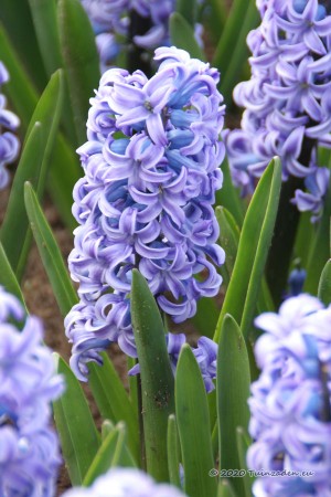 Delft Blue Hyacint -...