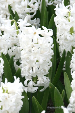 Aiolos White Hyacinth -...