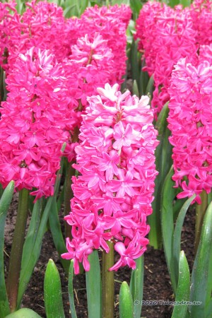 Jan Bos Hyacinth - Flower...
