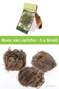 Rose of Jericho - 3 x small