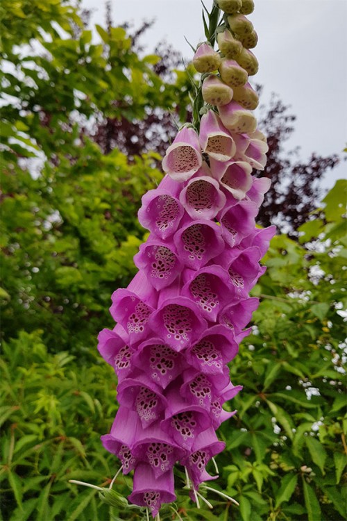 Regal Splendour Vingerhoedskruid zaden Digitalis kopen? Tuinzaden.eu