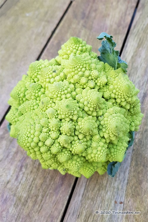 Romanesco Precoce Cauliflower Vegetable seeds • Tuinzaden.eu