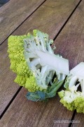 Romanesco Precoce - Cauliflower