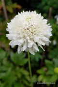 Double Flowered Scabiosa seeds