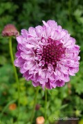 Double Flowered Scabiosa seeds