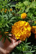 Golden Age African Marigold Tagetes seeds