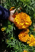 Golden Age African Marigold Tagetes seeds