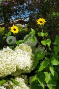 Stella Sunflower Helianthus seeds