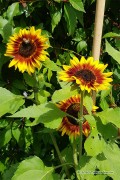Ring of Fire Sunflower Helianthus seeds