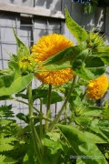 Sungold Sunflower Helianthus seeds