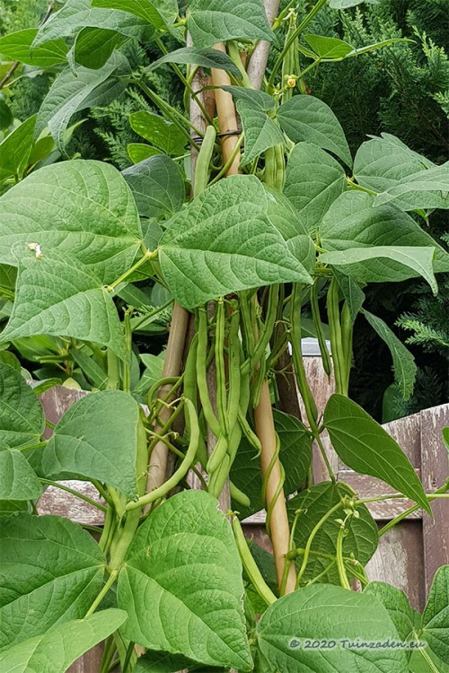 Cobra Double climbing pole green beans Common french • Tuinzaden.eu