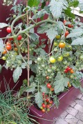 Donna F1 Pot Tomaten zaden