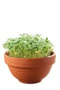 Japanse Tatsoi Micro Garden - Microgreens Grow Kit