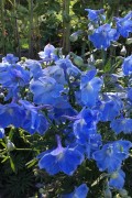 Summer Blues Blue Delphinium - Larkspur seeds