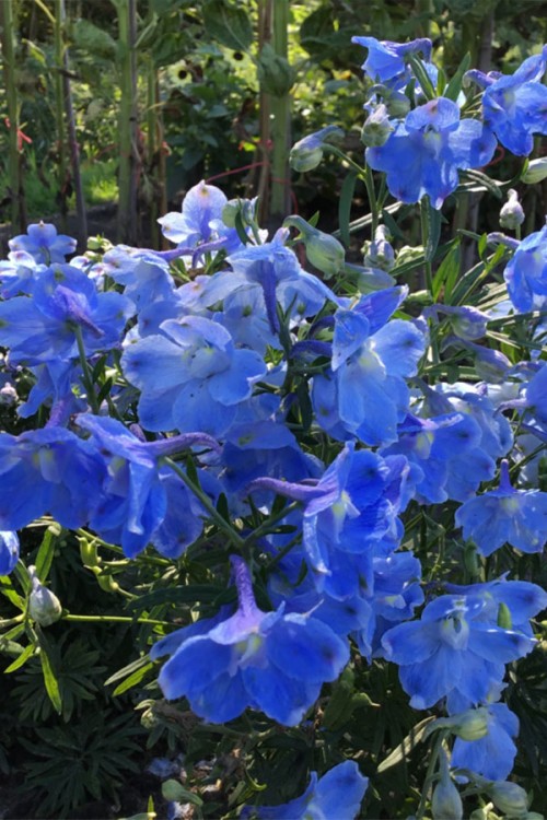 Summer Blues Blue Delphinium - Larkspur seeds - DelphiniumConsolida