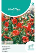 Red Fox Delphinium - Larkspur seeds