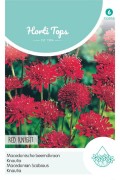 Macedonian Scabious Red Knight - Knautia seeds