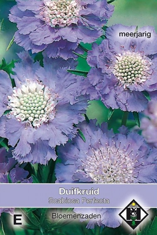 Blue Perfection - Scabiosa seeds