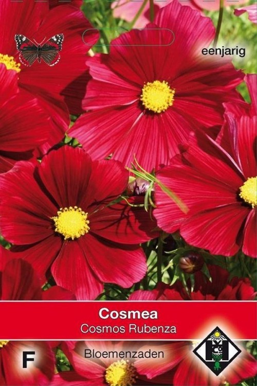 Rubenza - Red Cosmos seeds