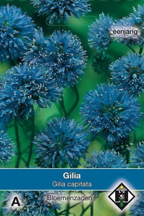Capitata Queen Anne's Thimbles Gilia seeds