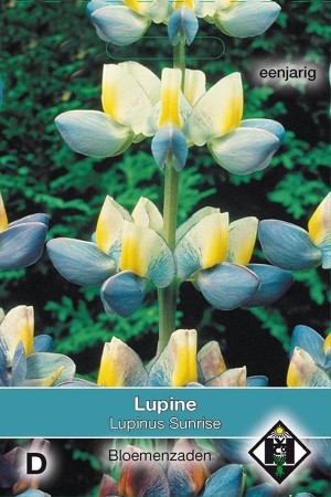 Sunrise Lupinus cruickshankii - Lupine seeds