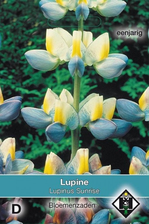Sunrise Lupinus cruickshankii - Lupine zaden