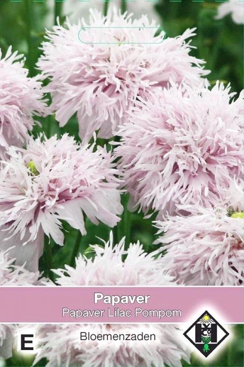 Lilac Pompom - Papaver somniferrum zaden