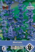 Victoria Meelsalie Salvia farinacea zaden