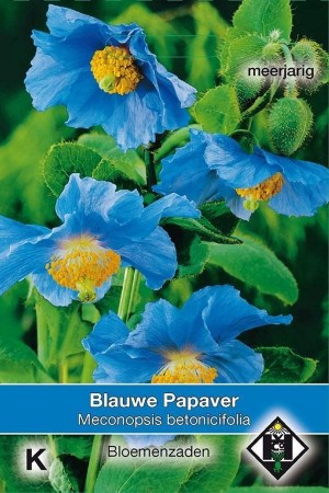 Blue Poppy - Meconopsis seeds