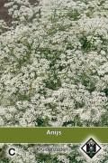 Pimpinella anisum Anijs zaden