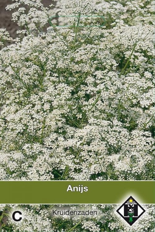 Pimpinella anisum Anise seeds