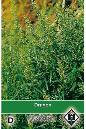 Tarragon Dragon seeds