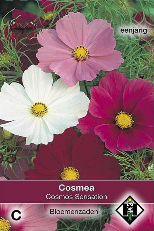 Sensation Cosmos Cosmea seeds