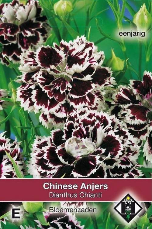 Carnation Chianti Chinese Anjer Dianthus zaden