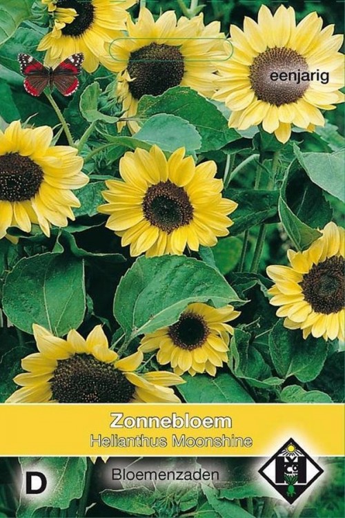Moonshine Helianthus Sunflower seeds