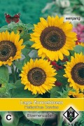 Domino Dwarf Helianthus Sunflower seeds
