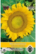 Sunspot Mini Helianthus Sunflower seeds