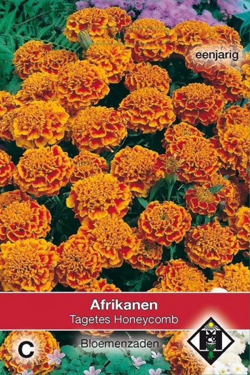 Honeycomb  African Marigold Tagetes seeds