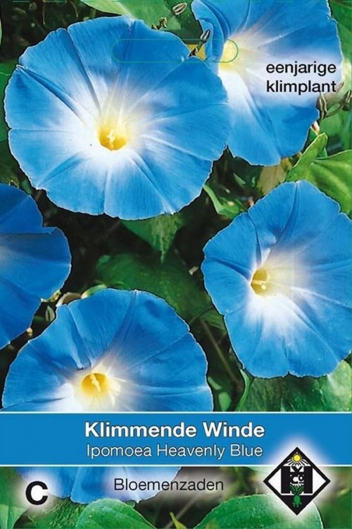 Heavenly Blue Morning Glory Ipomoea seeds