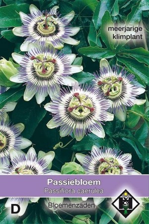 Passion flower Passiflora...