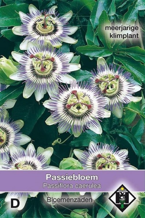 Passion flower Passiflora seeds