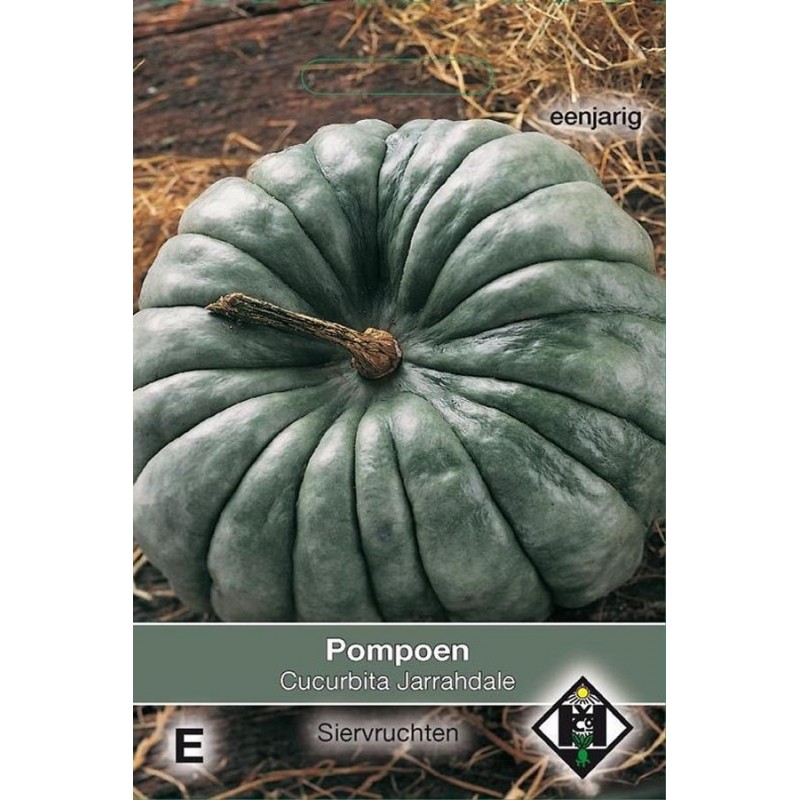 Jarrahdale Pumpkin seeds Squash Seeds • Tuinzaden.eu