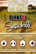 Snowball witte plantuien 250g